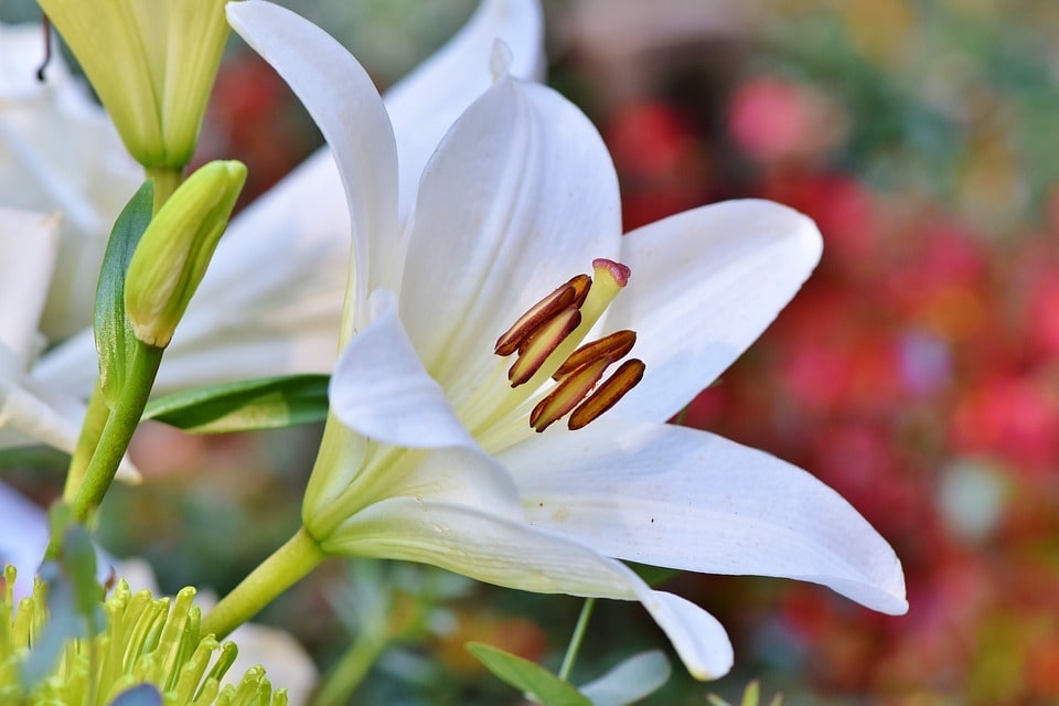 Comment créer un massif de fleurs coloré et harmonieux ?
